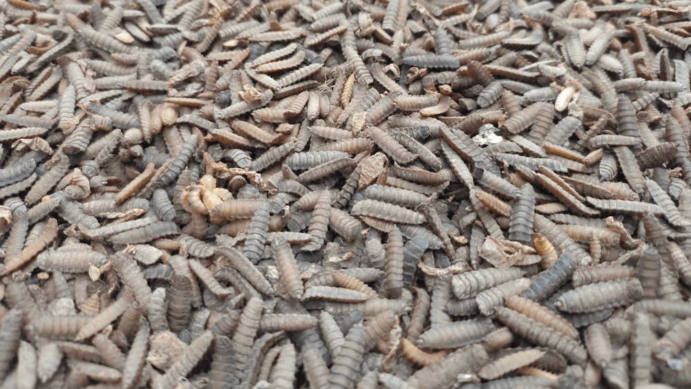 rearing BSF larvae
