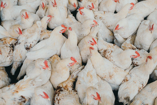 Safeguarding poultry from heat stress: how to recognize and prevent it