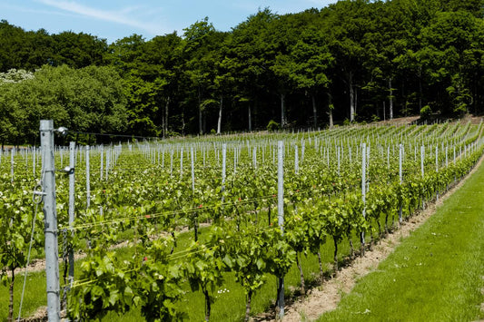 Wine castle Vandeurzen prevents frost damage to grape blossoms with Reporter