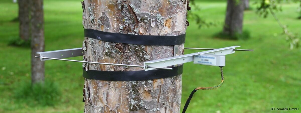 Surveillance innovante des arbres : dendromètre Ecomatik intégré à Reporter