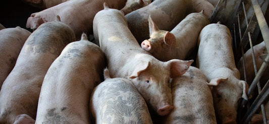 Pig suffocation and CO2 poisoning in swine