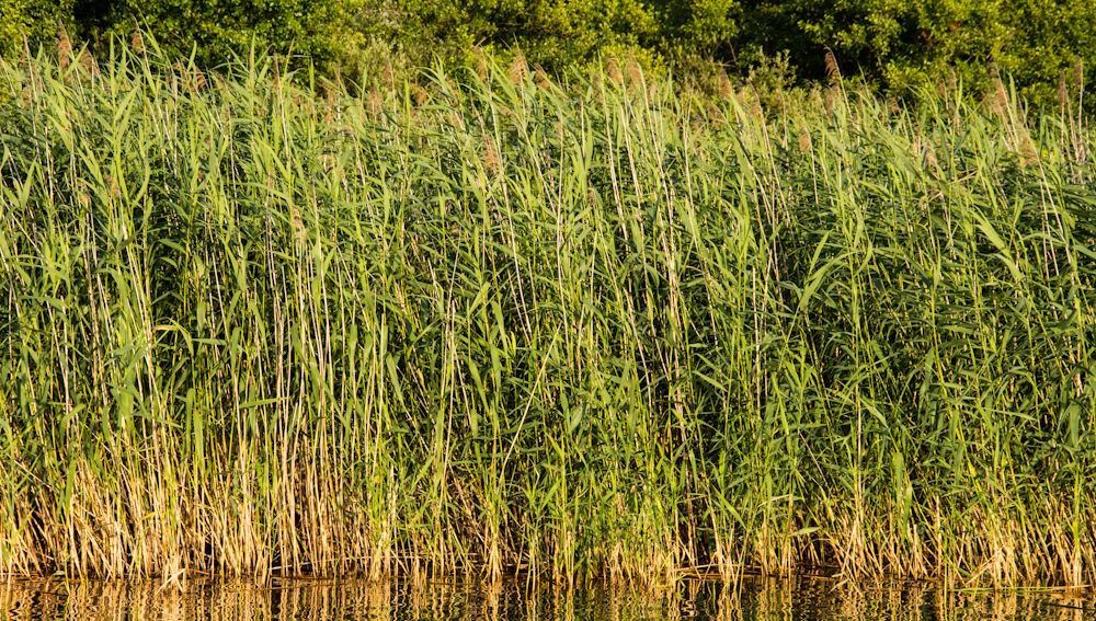 Smart monitoring of constructed wetlands for water treatment