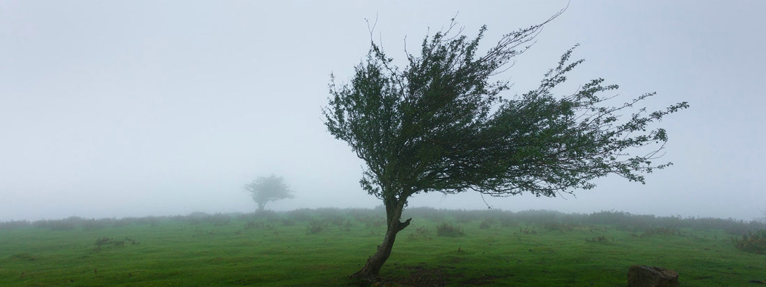 Wind monitoring and wind speed measurement