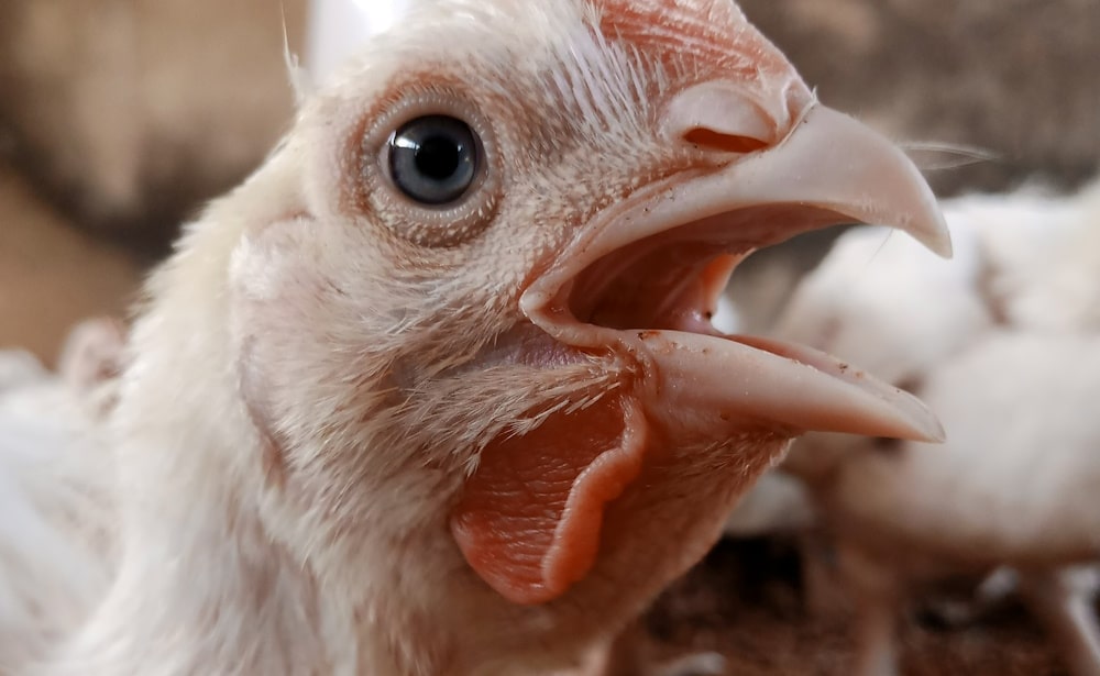 Chicken showing signs of heat stress by panting