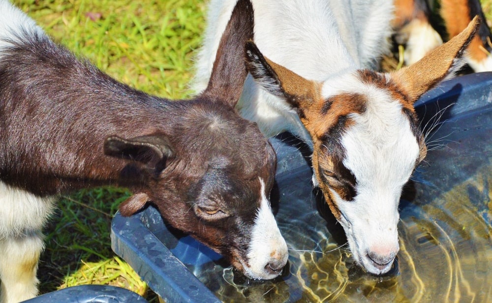 goats drinking water
