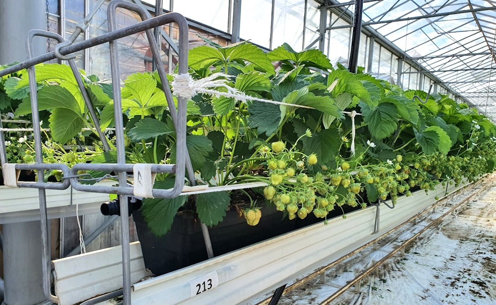 strawberry plants in a trough