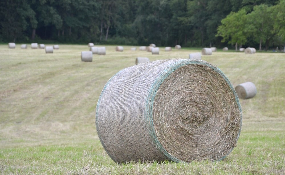 hay bales on a field