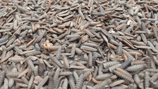 rearing BSF larvae