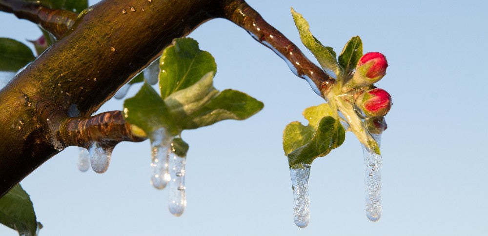 Protection des fleurs d'arbres fruitiers contre le gel