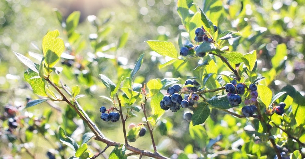 Sustainable blueberry farming: a case study