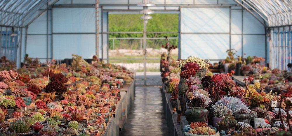Preventing frost damage in a cactus greenhouse