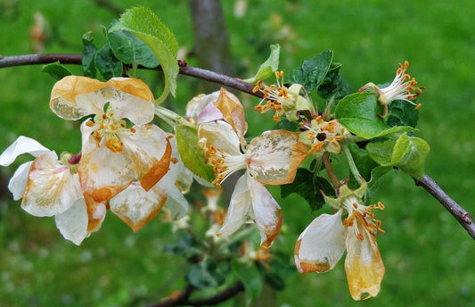 Damaged fruit blossoms