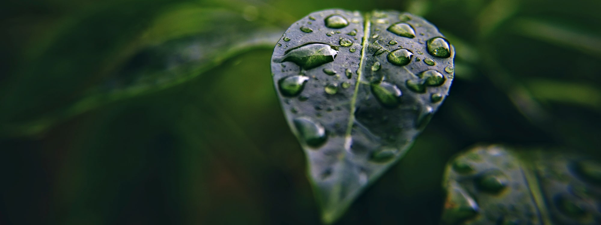 Combined relative air humidity and leaf wetness measurement