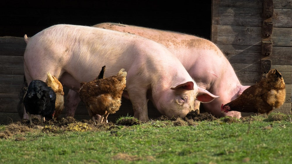 Measuring lux in chicken pens, pigsties and other stables