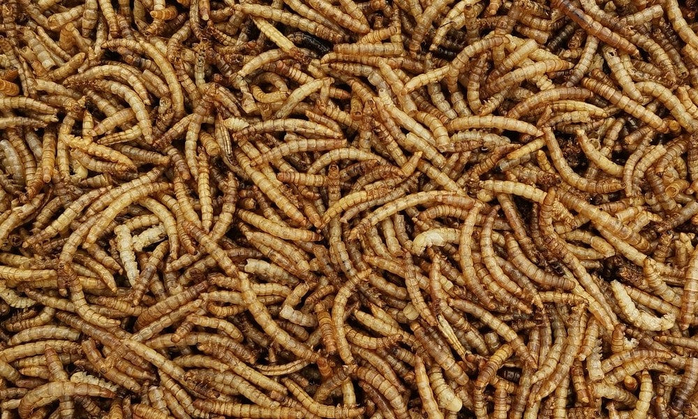 Professioneel meelwormen kweken: hoe creëer je het beste leefklimaat?