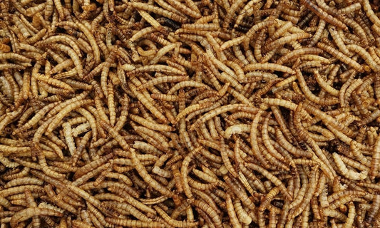 Professionally farming mealworms: how to create an ideal growing environment?