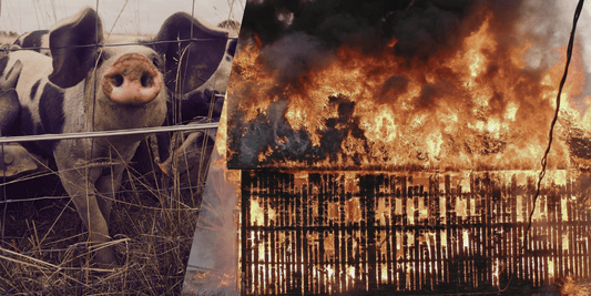 How to prevent and detect a barn fire in a pig pen