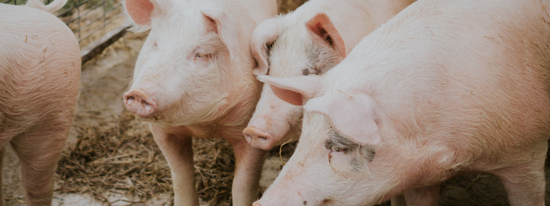 How we protect pigs and chickens from CO2 poisoning and heat