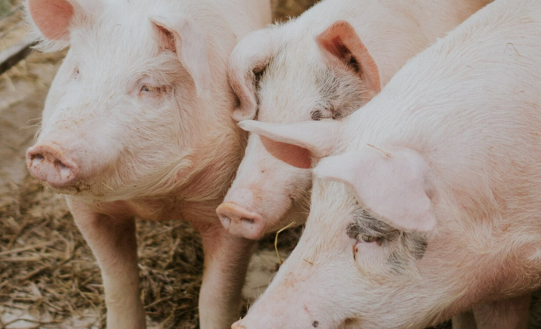 Livestock heat and suffocation alarm