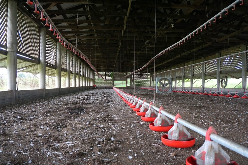 Housing requirements for a poultry farm: the complete guide