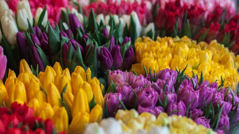 colourful tulips