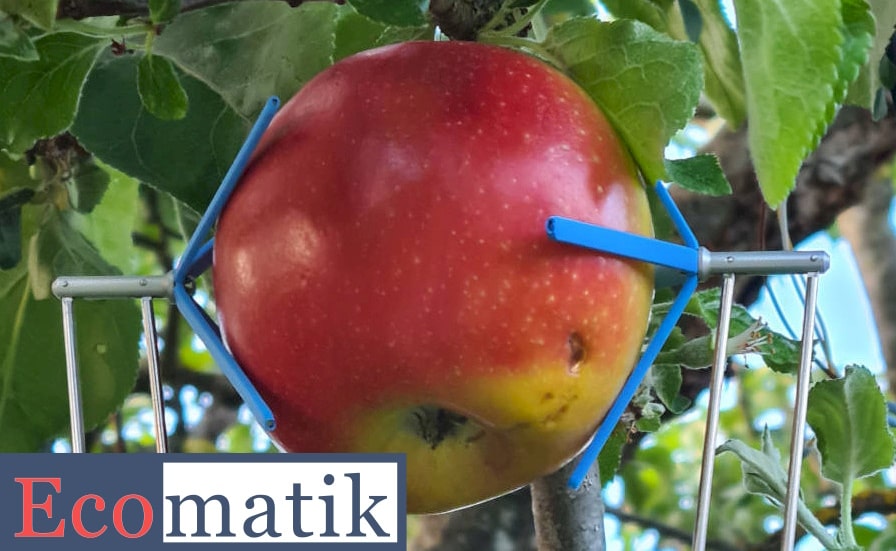 Ecomatik dendrometer measuring an apple