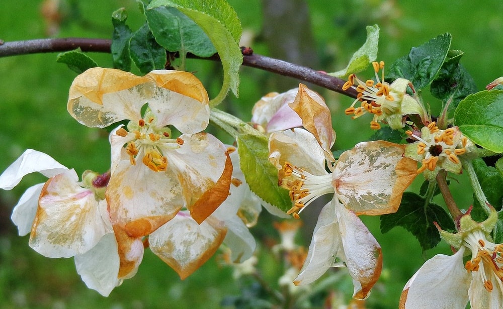 frost damage in fruit blossom