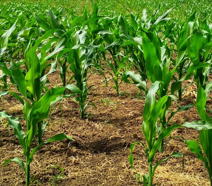 corn field