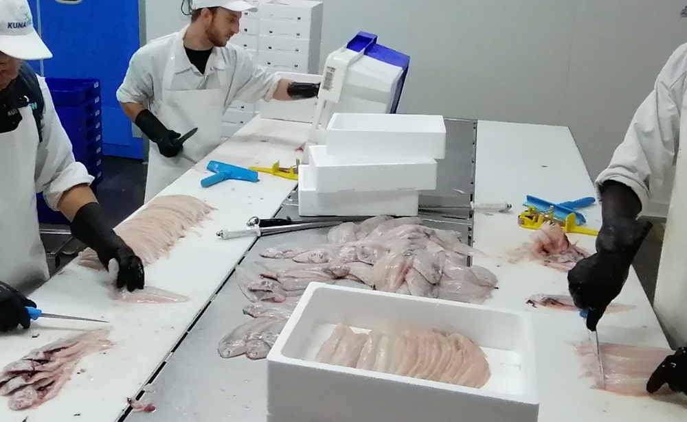 KuNa Fish processing fresh fish at their company
