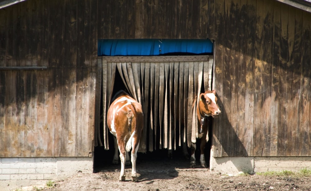 cows in a barn door