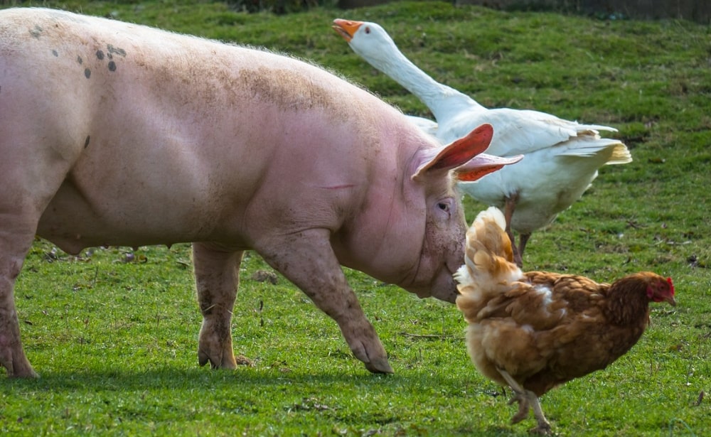 a pig, a goose and a chicken walking on grass