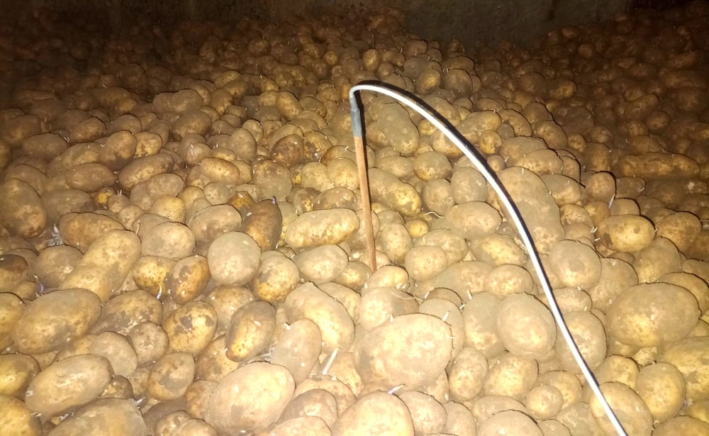 a temperature humidity sensor inserted into a pile of potatoes for remote monitoring